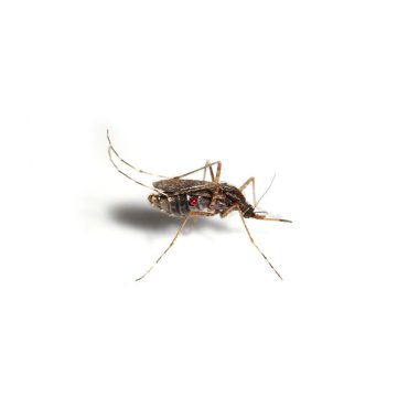 Mosquitoes spawn isolated on white background. clipart