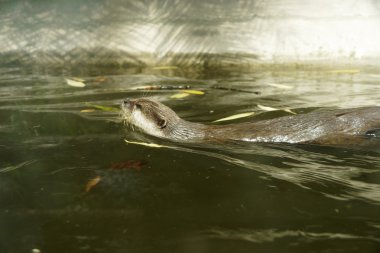 yumuşak kaplı otter (lutragole perspicillata).