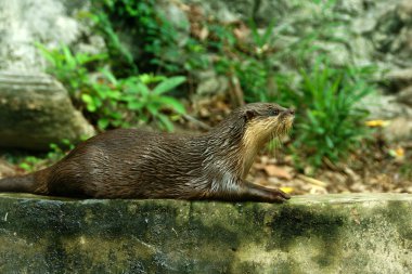 yumuşak kaplı otter (lutragole perspicillata).