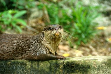 Smooth-Coated Otter (Lutragole Perspicillata). clipart