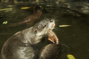 yumuşak kaplı otter (lutragole perspicillata).