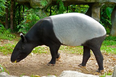 Malaya tapiri (tapirus indicus) Tayland.