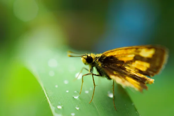 Rugiada e farfalla fresche del mattino (Famiglia Hesperiidae (Skippers )). — Foto Stock