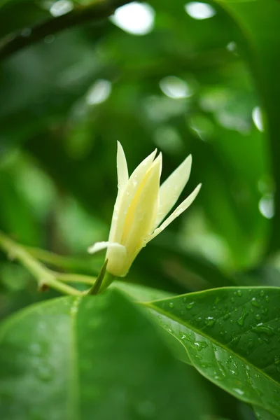 Ароматические цветы Белой Чемпаки (Michelia alba DC) .). — стоковое фото