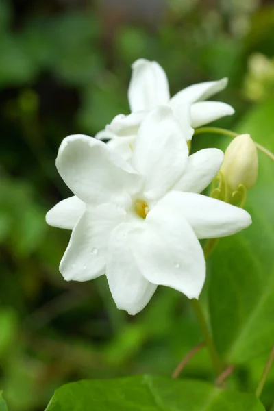 Geurige witte bloemen, jasmijn thee faciliteiten. — Stockfoto