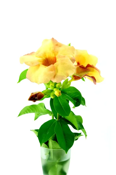 Allamanda or golden trumpet , beautiful yellow flower isolated o — Stock Photo, Image