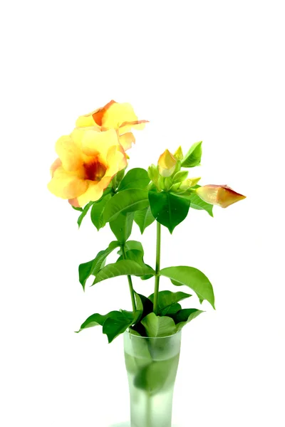 Allamanda o trompeta dorada, hermosa flor amarilla aislada o — Foto de Stock