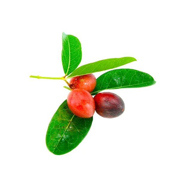 Super fruit (Scientific name Carissa carandas Linn.) — Stock Photo, Image