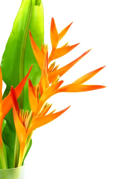 Heliconia: Antorcha de Oro., Antorcha Naranja . —  Fotos de Stock