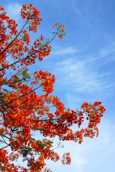 Bahar çiçeği. alev ağacı. (delonix regia kanca ex (boj..)) — Stok fotoğraf