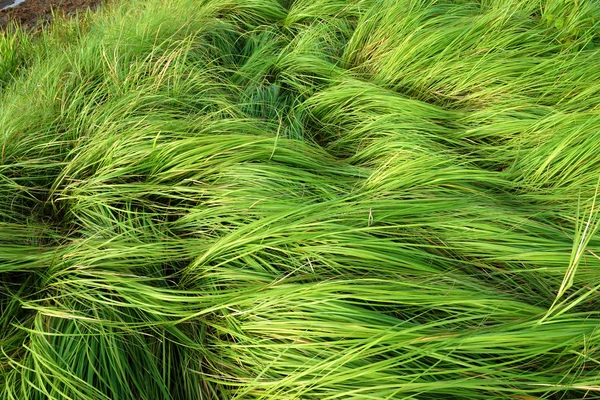 Gras voor het laten grazen van vee. — Stockfoto