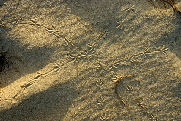 Pegadas de pombo na areia . — Fotografia de Stock