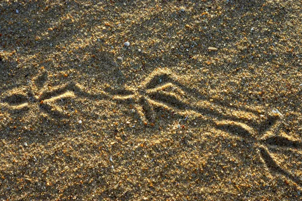 砂の上の鳩の足跡. — ストック写真