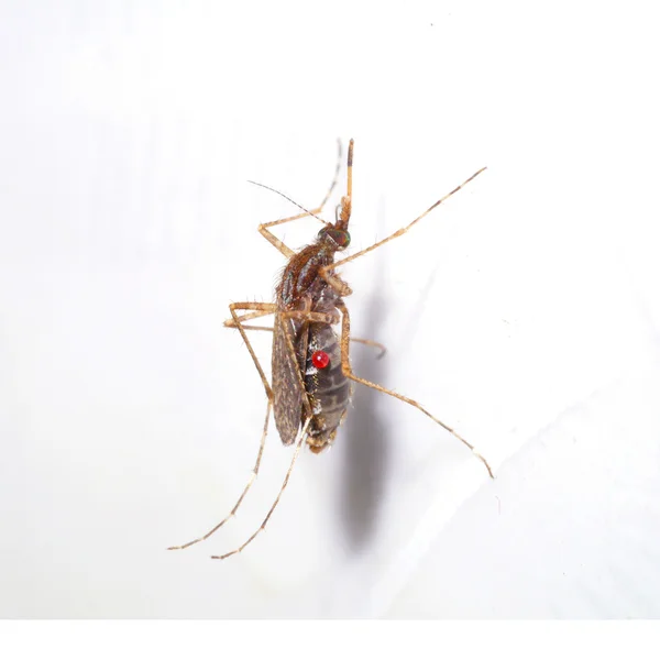Mosquitoes spawn isolated on white background. — Stock Photo, Image