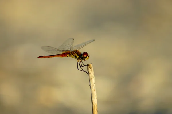 Libélula en la playa . — Foto de Stock