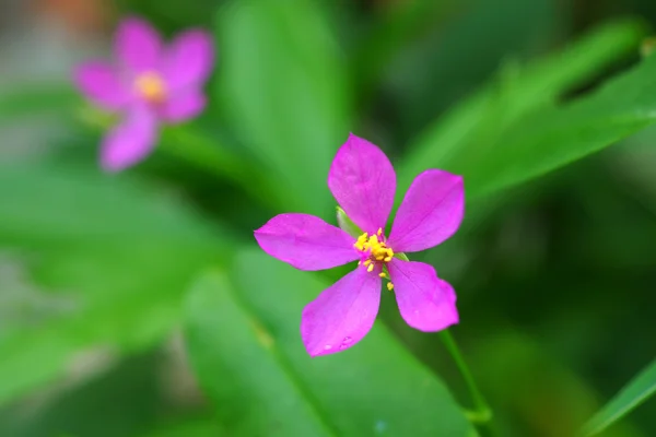 Flor rosa de flor de potherb fameflower (Talinum paniculatum Gaertn .) —  Fotos de Stock