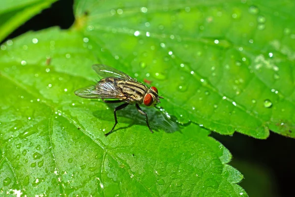 House fly on a green leaf in the garden. — Stock Photo, Image
