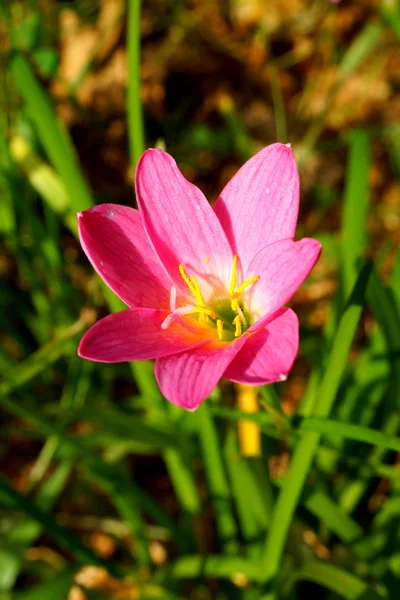Rain lily garden fading into the background — Stock Photo, Image
