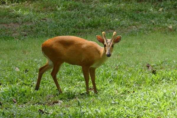Punainen muntjac-peura. (Muntiacus Muntjak) ) — kuvapankkivalokuva