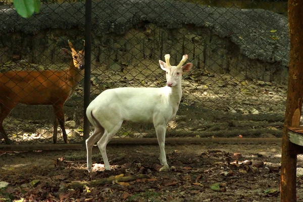 Albino munçak.(muntiacus muntjak) — Stok fotoğraf