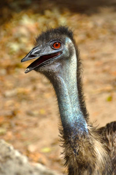 Primer plano de un emú (Dromaius novaehollandiae ) — Foto de Stock