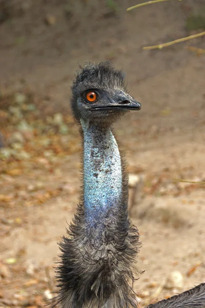 Närbild på en emu (dromaius novaehollandiae) — Stockfoto