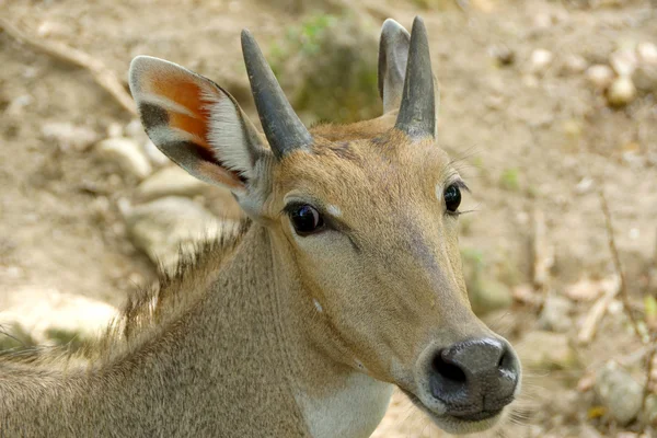 Fean Muntjak Deer. (Muntiacus feae) ) — kuvapankkivalokuva