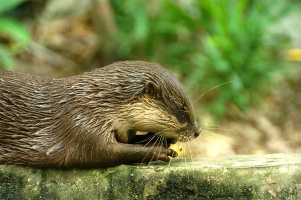 Gładkie powlekane Wydra (lutragole perspicillata). — Zdjęcie stockowe