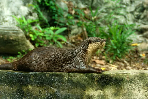 Gladde beklede otter (lutragole perspicillata). — Stockfoto
