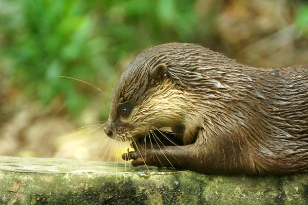 Loutre à revêtement lisse (Lutragole Perspicillata ). — Photo