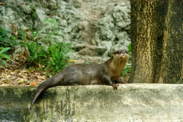 Gladde beklede otter (lutragole perspicillata). — Stockfoto