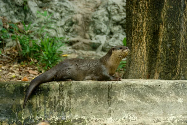 Gladde beklede otter (lutragole perspicillata). — Stockfoto