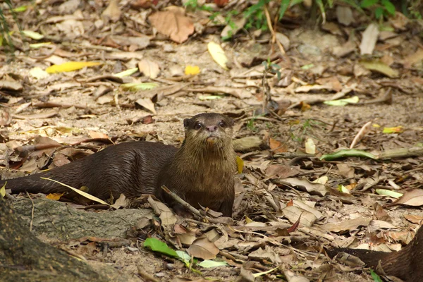 yumuşak kaplı otter (lutragole perspicillata).