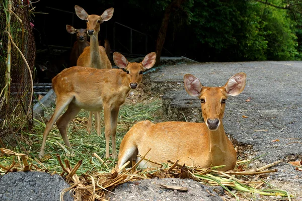 V oblasti je jelen - hnědá praskalo jelen. (cervus eldii) — Stock fotografie