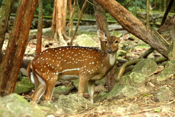 Indyjski Orlik jelenia. (osi porcinus) — Zdjęcie stockowe
