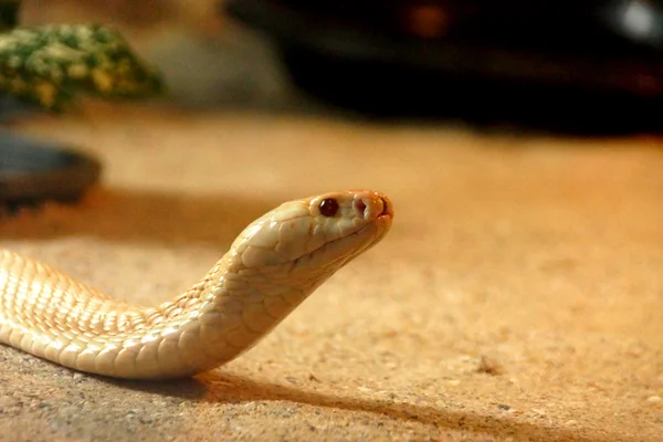 Fehér kobra. — Stock Fotó