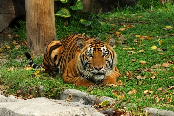 Tigre de bengala — Fotografia de Stock