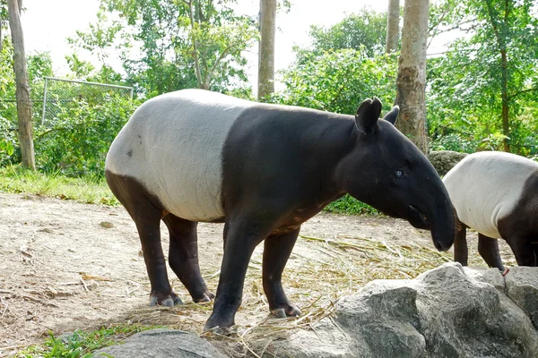 Malayan tapir (tapirus indicus) Thailand. — Stock Photo, Image