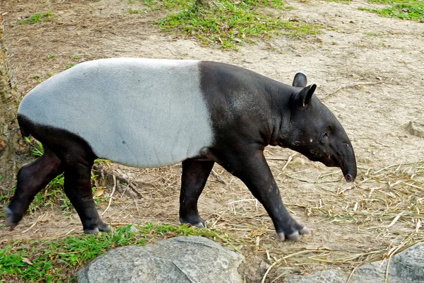 Malayan tapir (tapirus indicus) Tailândia . — Fotografia de Stock