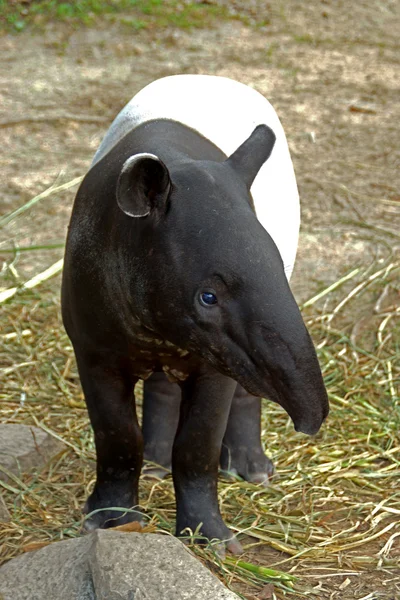 Malaysischer Tapir (tapirus indicus) thailand. — Stockfoto