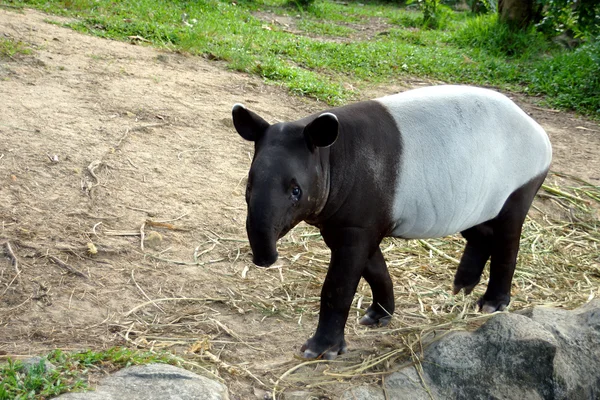 Малайська тапіра (tapirus Варан) Таїла. — Stock Fotó