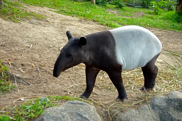 Malayan tapir (tapirus indicus) Thailand. — Stock Photo, Image