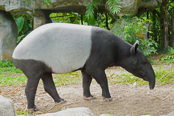 Malaysischer Tapir (tapirus indicus) thailand. — Stockfoto