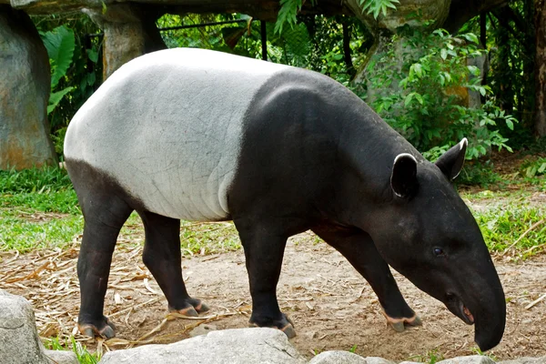 மலாயன் டாபீர் (tapirus indicus) தாய்லாந்து . — ஸ்டாக் புகைப்படம்