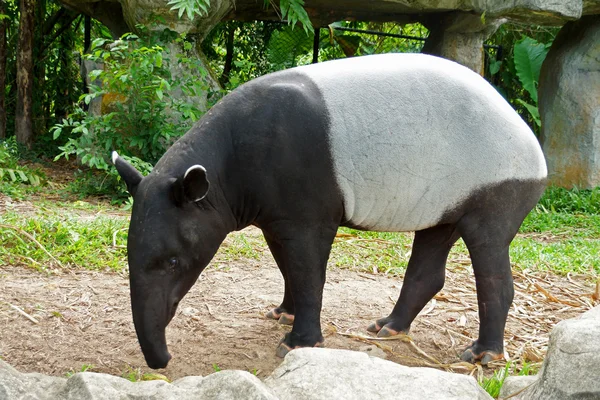 மலாயன் டாபீர் (tapirus indicus) தாய்லாந்து . — ஸ்டாக் புகைப்படம்