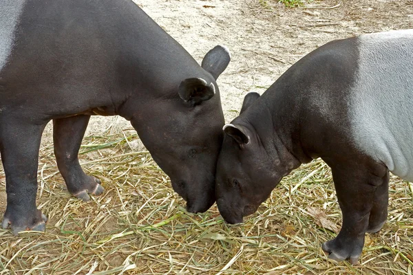 Malayan tapir (tapirus indicus) Thailand. — Stock Photo, Image