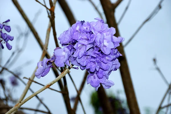 Fialové květy na strom a blue sky pozadí — Stock fotografie