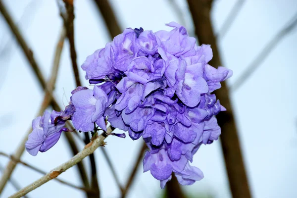 Fialové květy na strom a blue sky pozadí. — Stock fotografie