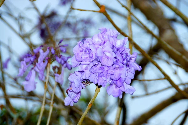 Fialové květy na strom a blue sky pozadí. — Stock fotografie