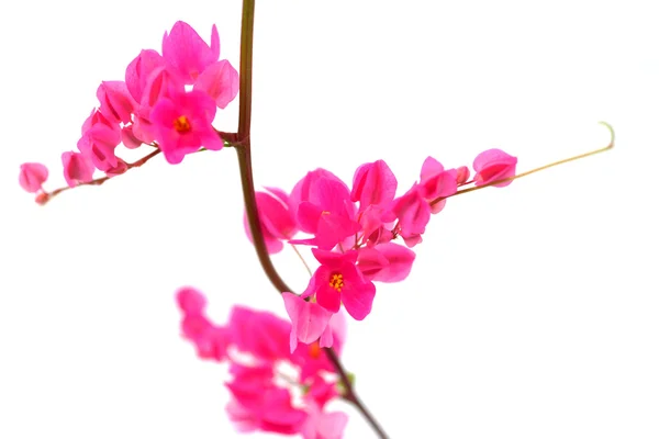 Flor rosa sobre fondo blanco. (Coral Vine, Enredadera Mexicana , — Foto de Stock